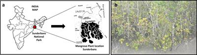 Isolation and characterization of halotolerant plant growth promoting rhizobacteria from mangrove region of Sundarbans, India for enhanced crop productivity